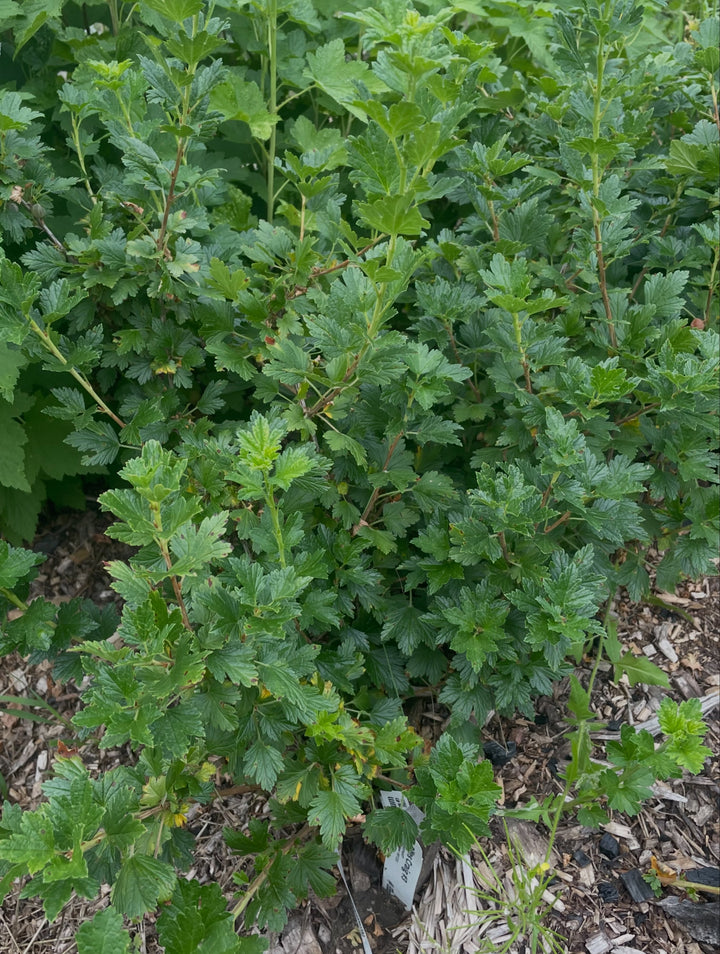 northern gooseberry, or smooth gooseberry, image 4 of 8