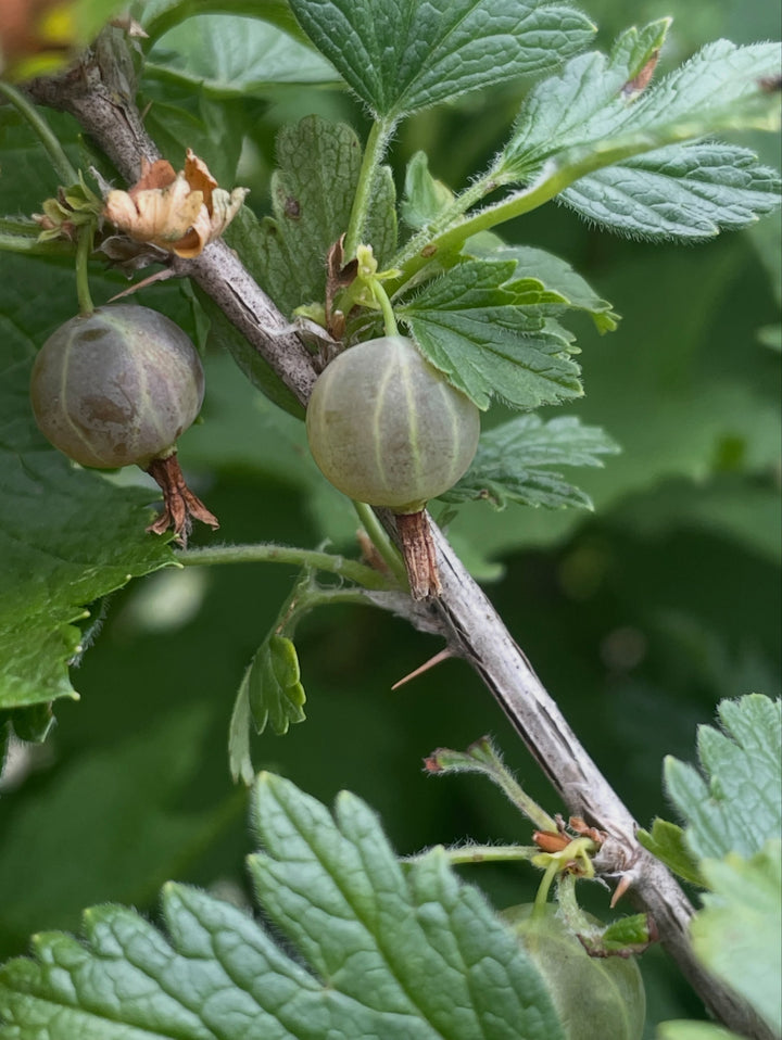 northern gooseberry, or smooth gooseberry, image 5 of 8