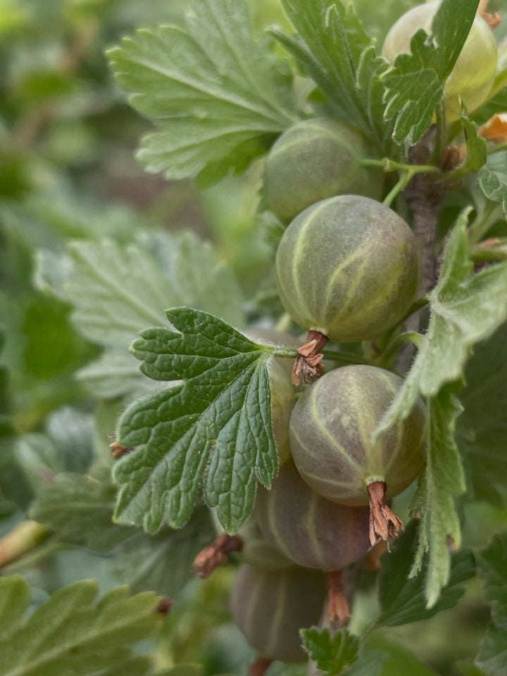northern gooseberry, or smooth gooseberry, image 6 of 8