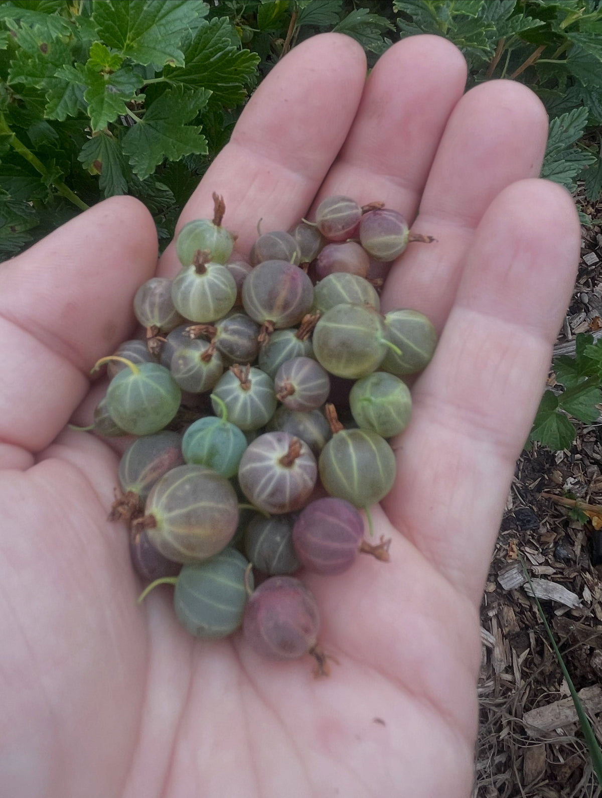 northern gooseberry, or smooth gooseberry, image 7 of 8