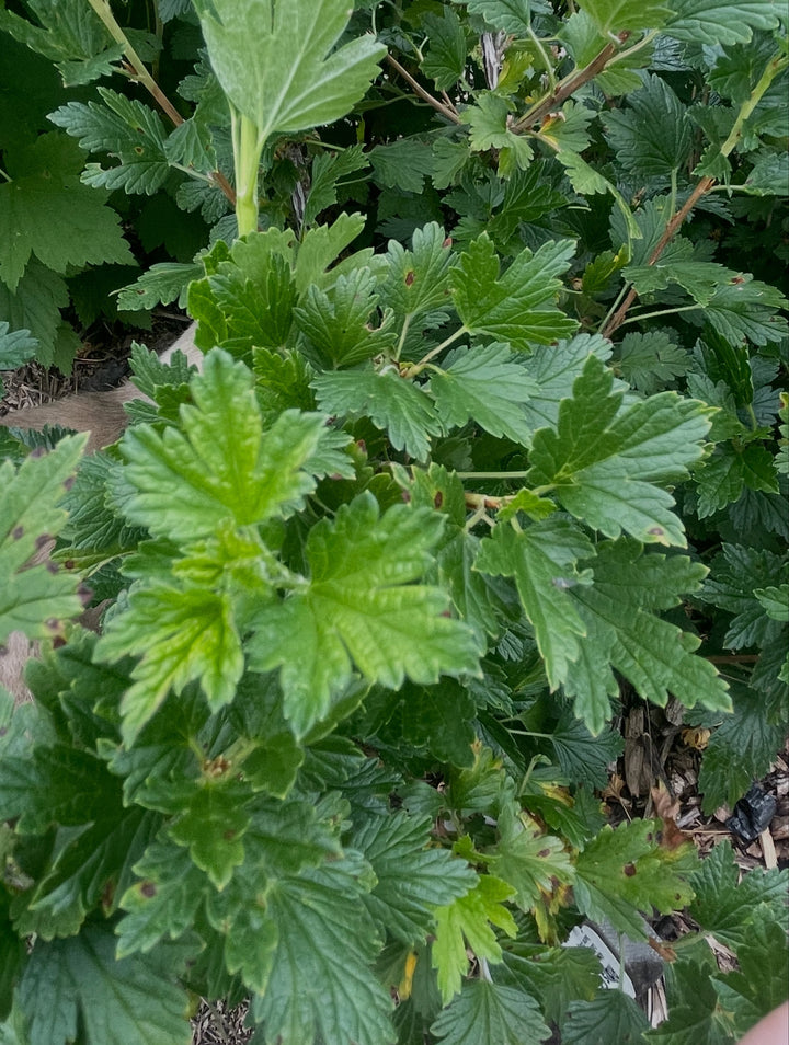 northern gooseberry, or smooth gooseberry, image 8 of 8