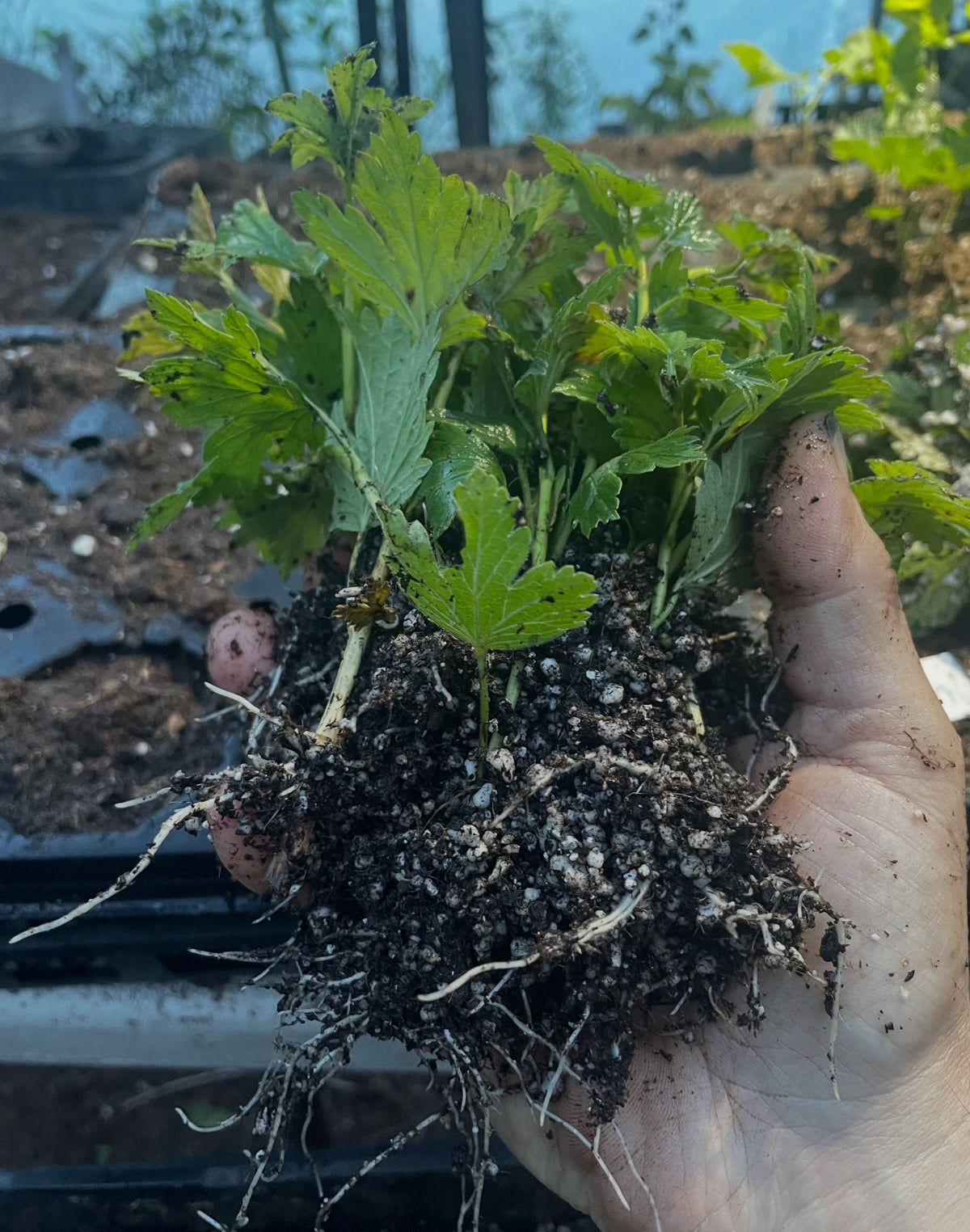 northern gooseberry, Ribes hirtellum collected a few years ago from a farmyard in SK and now growing in the nursery, image 1 of 2