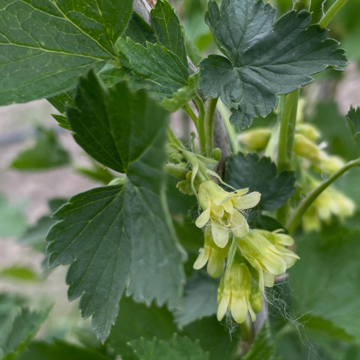 northern gooseberry, Ribes hirtellum flowering this week, image 1 of 4