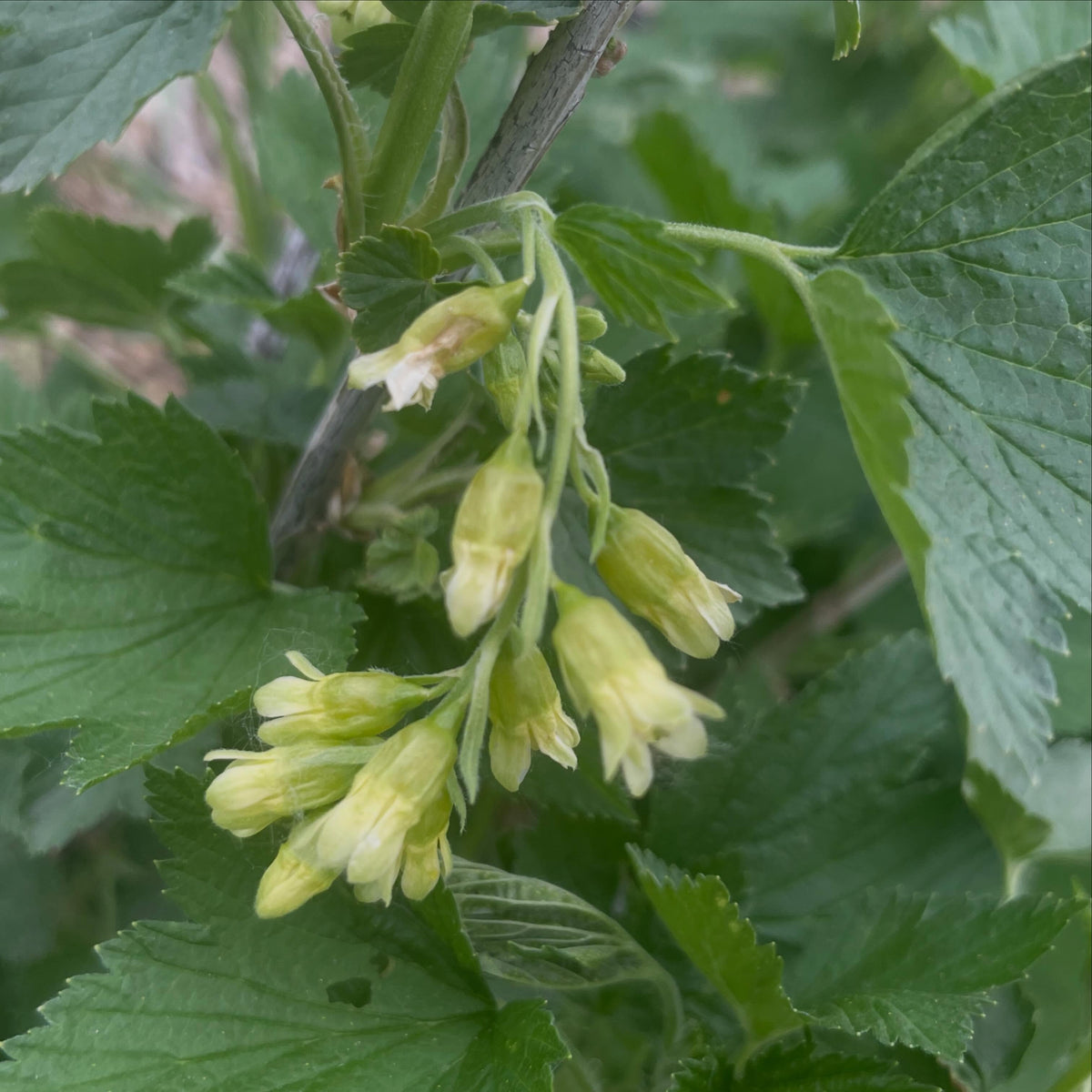 northern gooseberry, Ribes hirtellum flowering this week, image 2 of 4