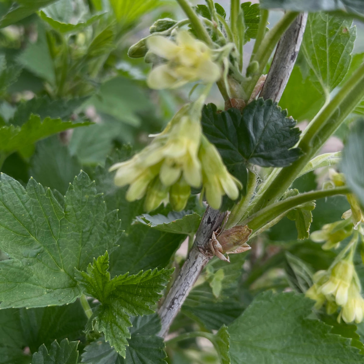 northern gooseberry, Ribes hirtellum flowering this week, image 3 of 4