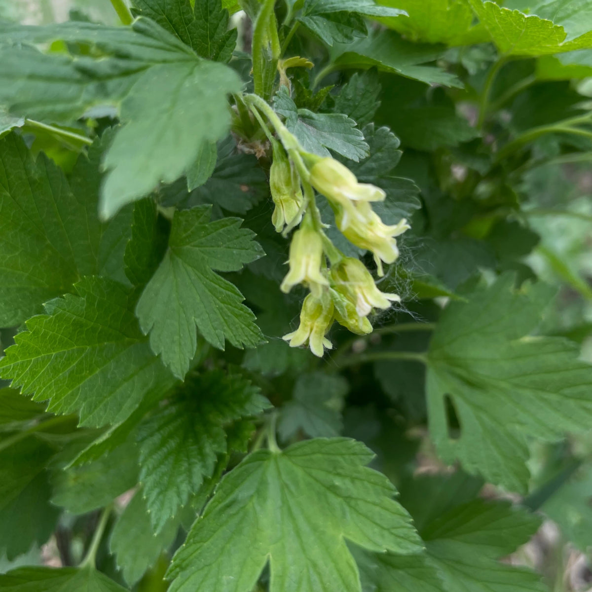 northern gooseberry, Ribes hirtellum flowering this week, image 4 of 4