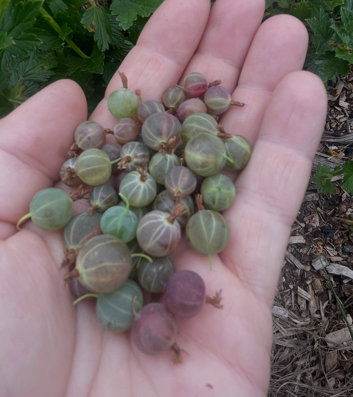 northern gooseberry (Ribes hirtellum) vs canadian gooseberry (Ribes oxyacanthoides), image 1 of 2