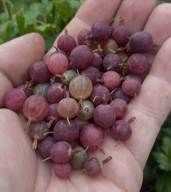northern gooseberry (Ribes hirtellum) vs canadian gooseberry (Ribes oxyacanthoides), image 2 of 2