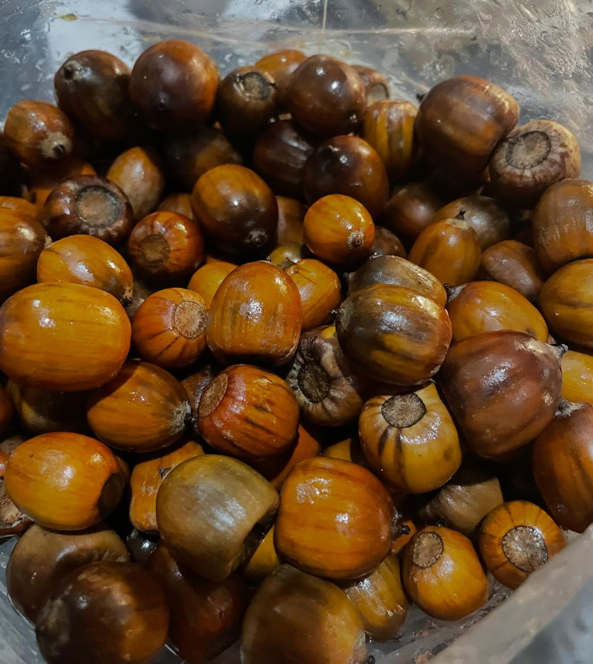 northern red oak are uncommon around manitoba, but we're going to try them from a quebec seed source in zone 4a