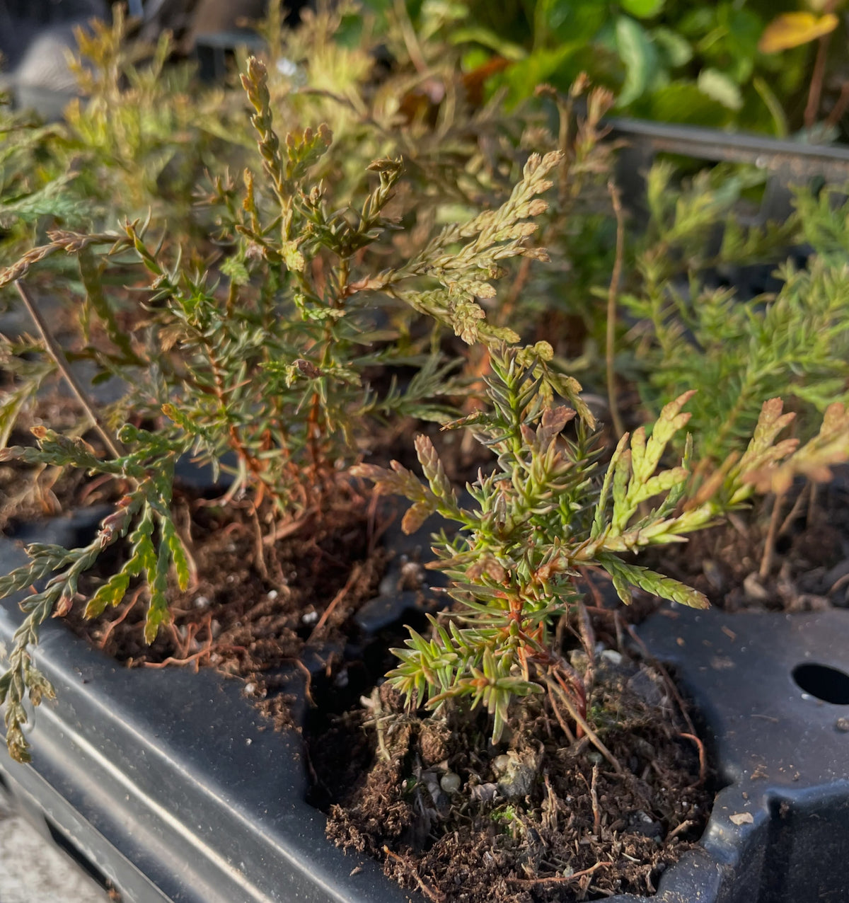 Plántulas de tuya occidental de dos años en una bandeja de alvéolos negra, con agujas juveniles puntiagudas y ramillas planas con hojas en forma de escamas teñidas de bronce.