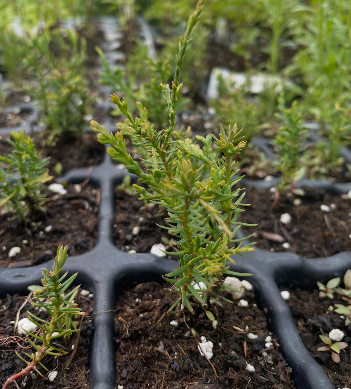 northern white cedar, in it's second year, image 1 of 3