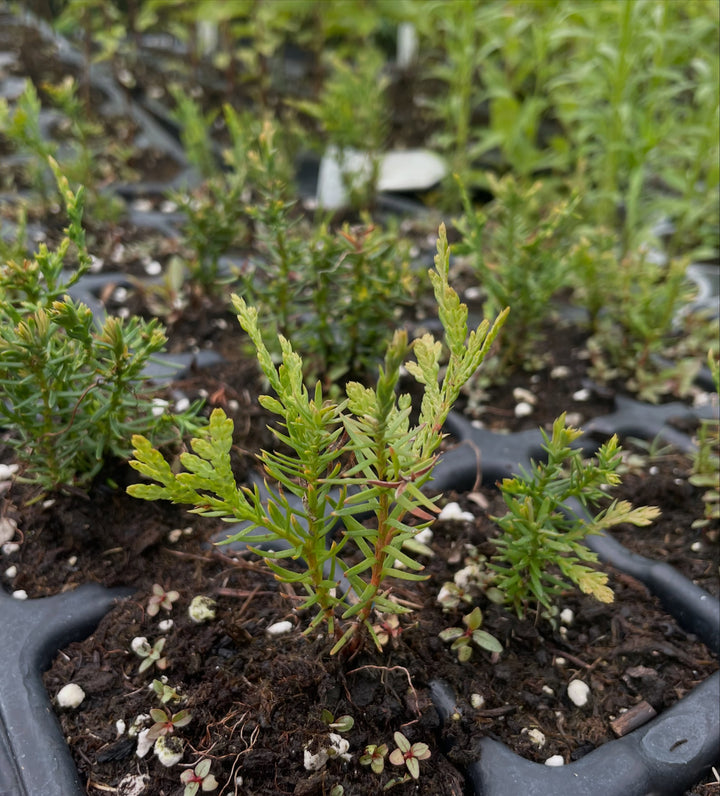 northern white cedar, in it's second year, image 2 of 3
