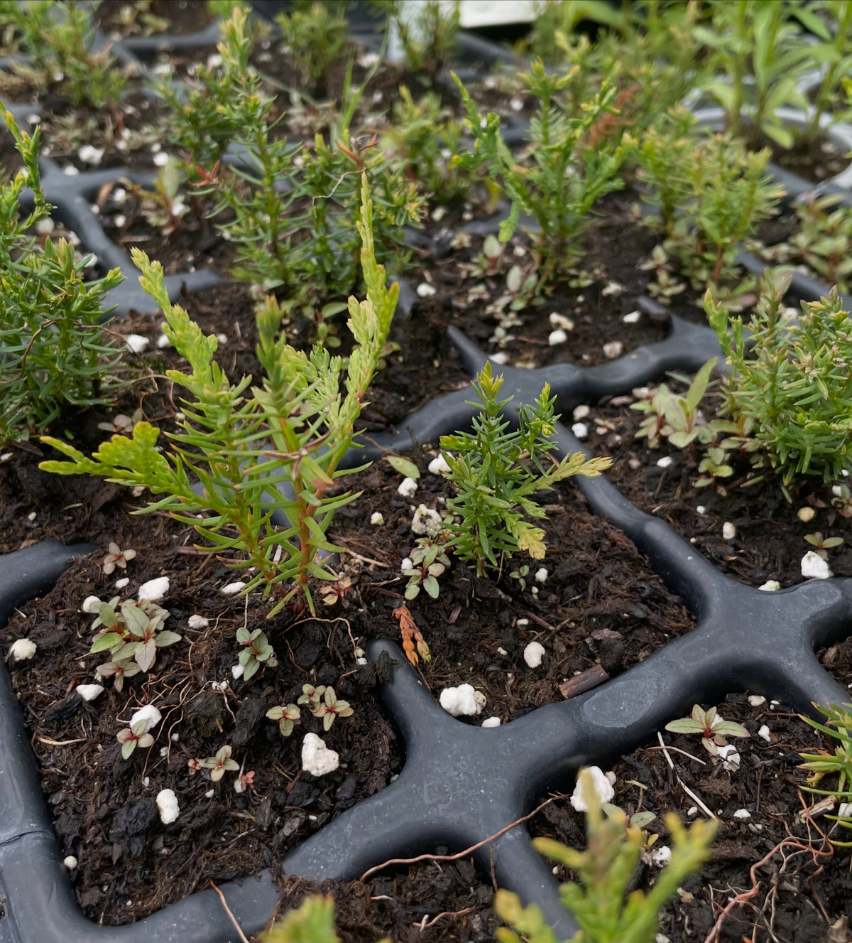 northern white cedar, in it's second year, image 3 of 3
