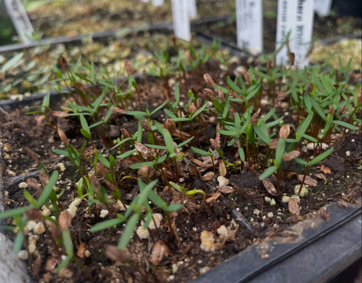 northern white cedar, stratified in march and then plated in the greenhouse