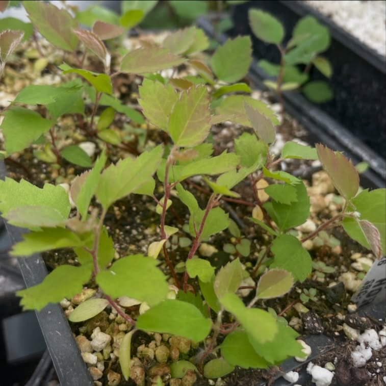 northline saskatoon seedlings