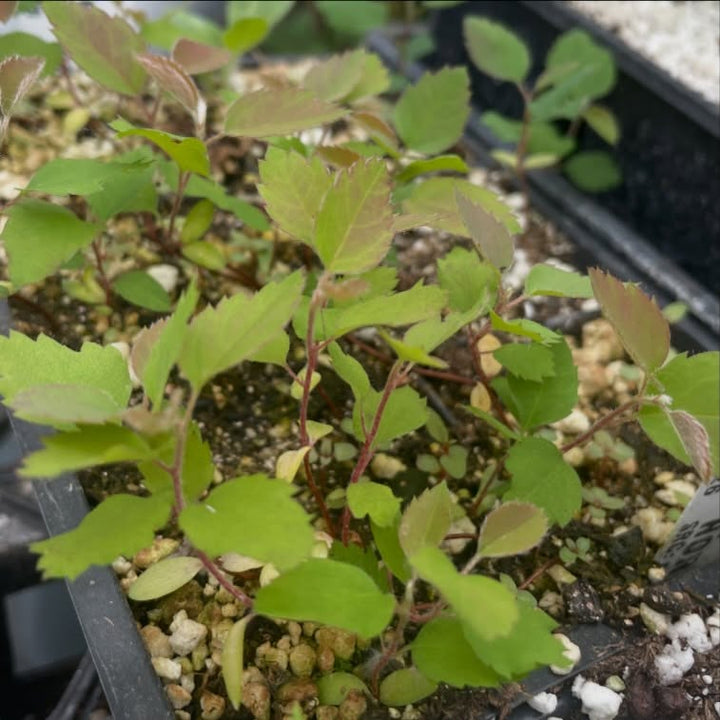 northline saskatoon seedlings