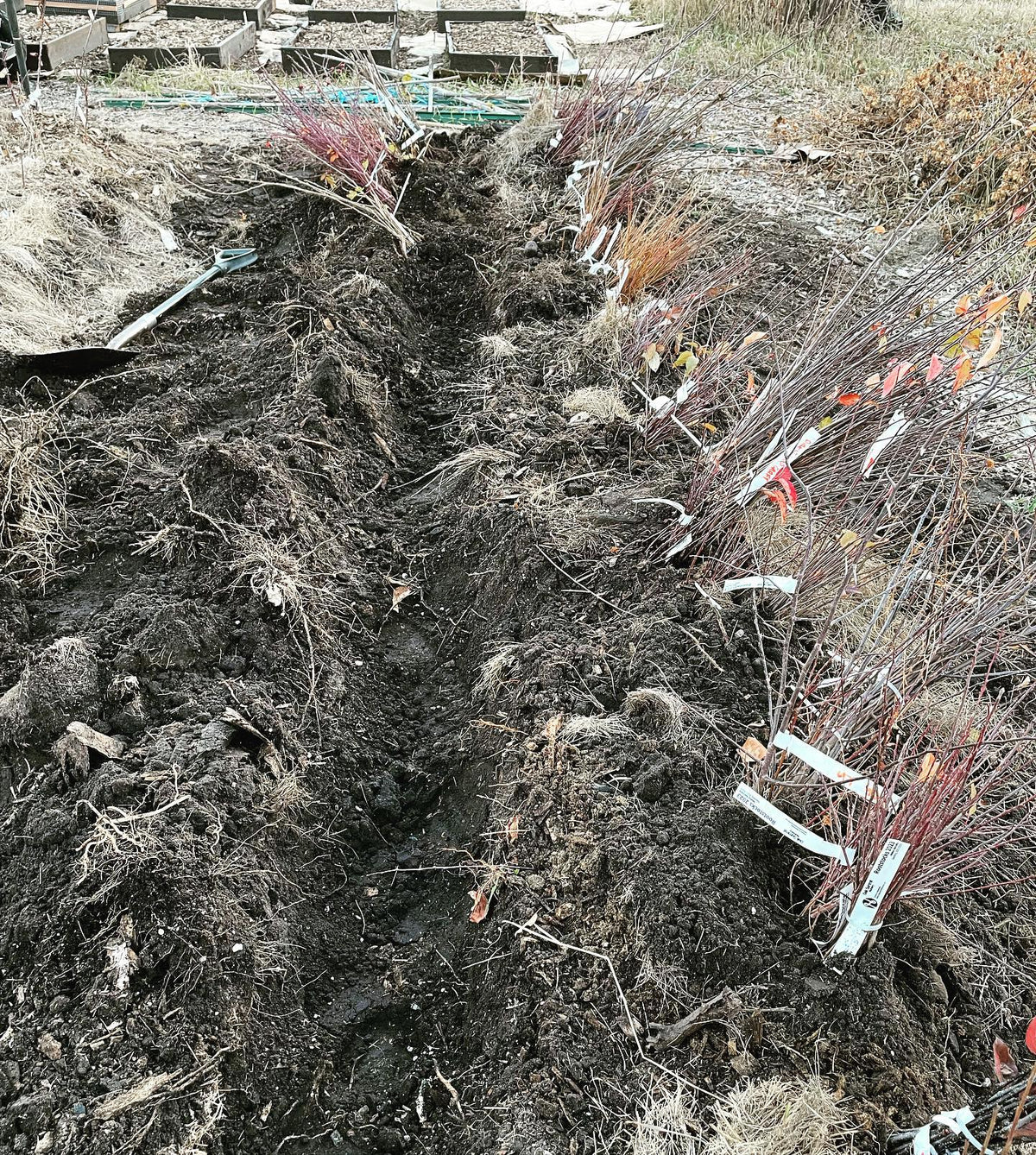 nursery stock heeled in for winter