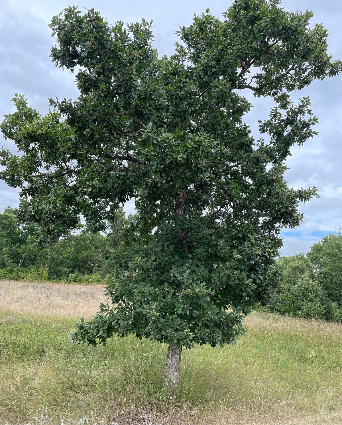 oak leaves, think this is bur oak or a hybrid, image 1 of 6