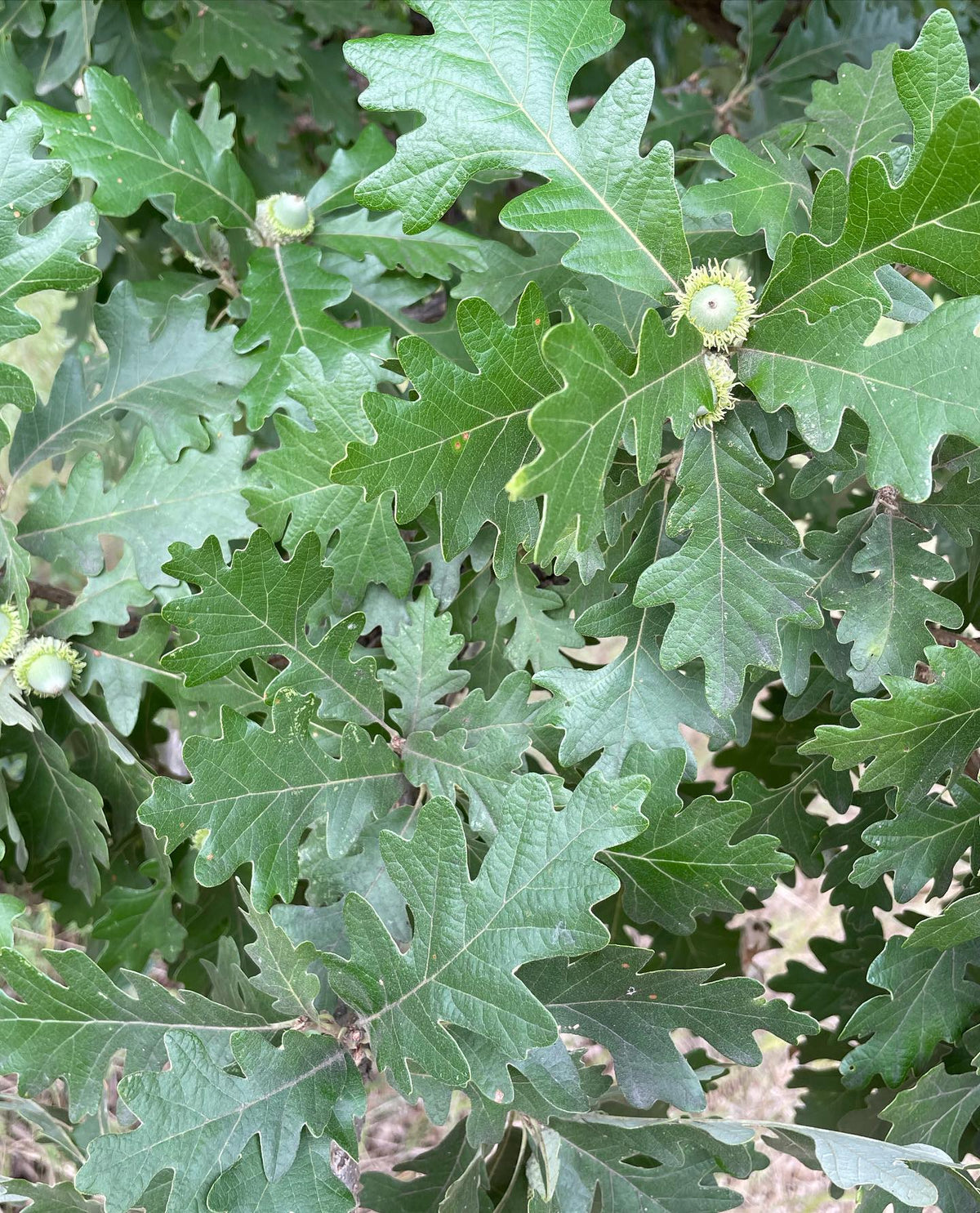 oak leaves, think this is bur oak or a hybrid, image 2 of 6