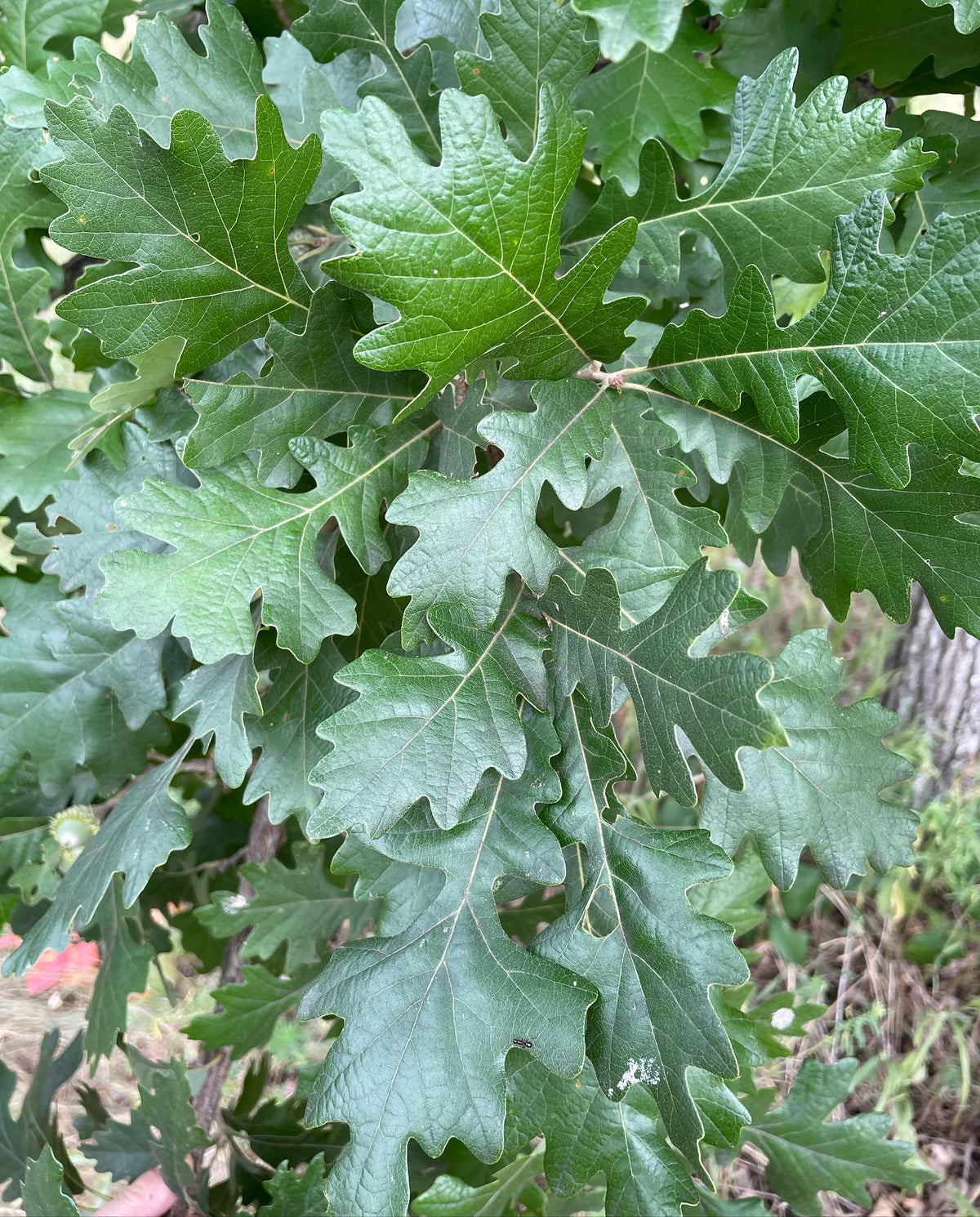 oak leaves, think this is bur oak or a hybrid, image 3 of 6