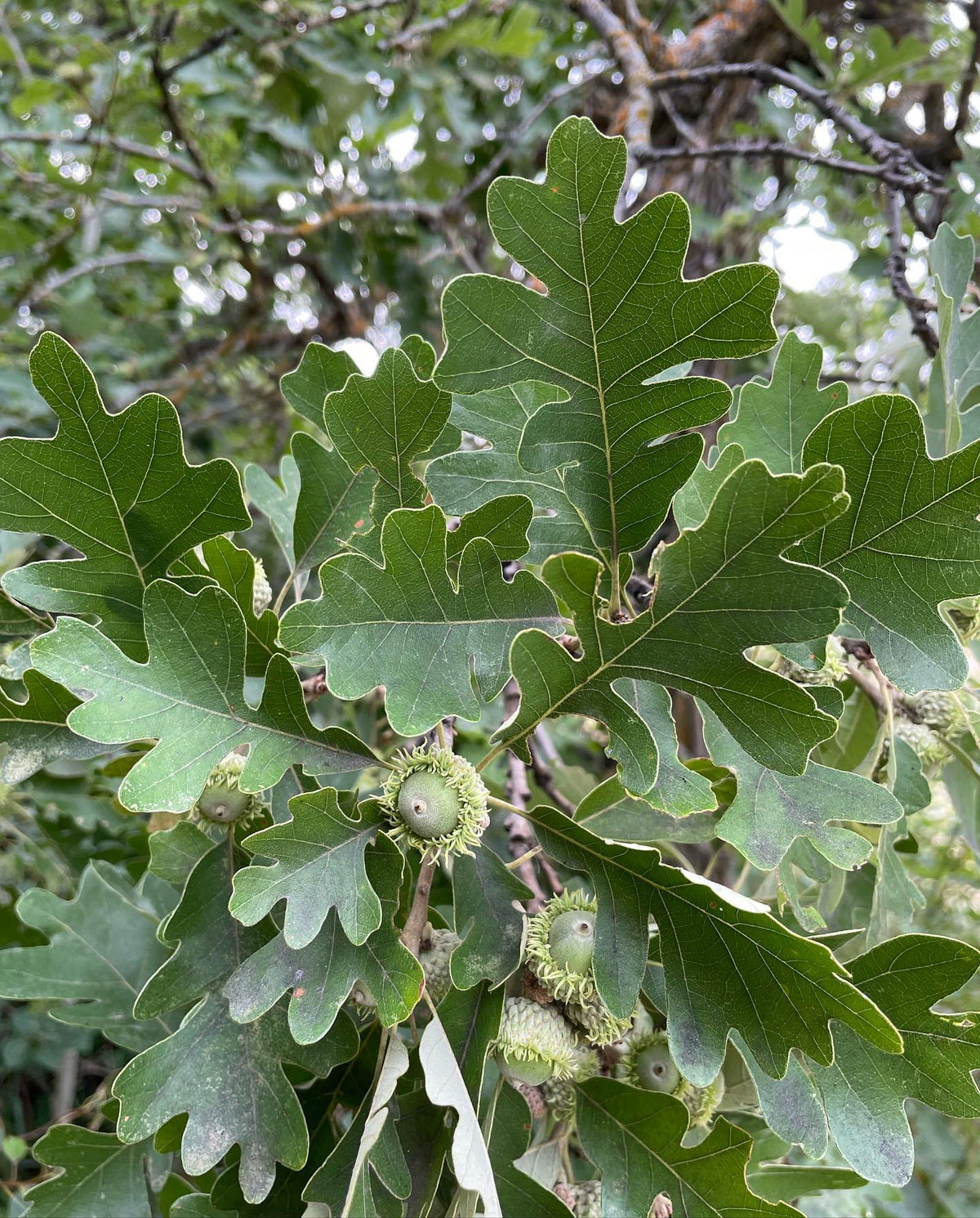 oak leaves, think this is bur oak or a hybrid, image 4 of 6