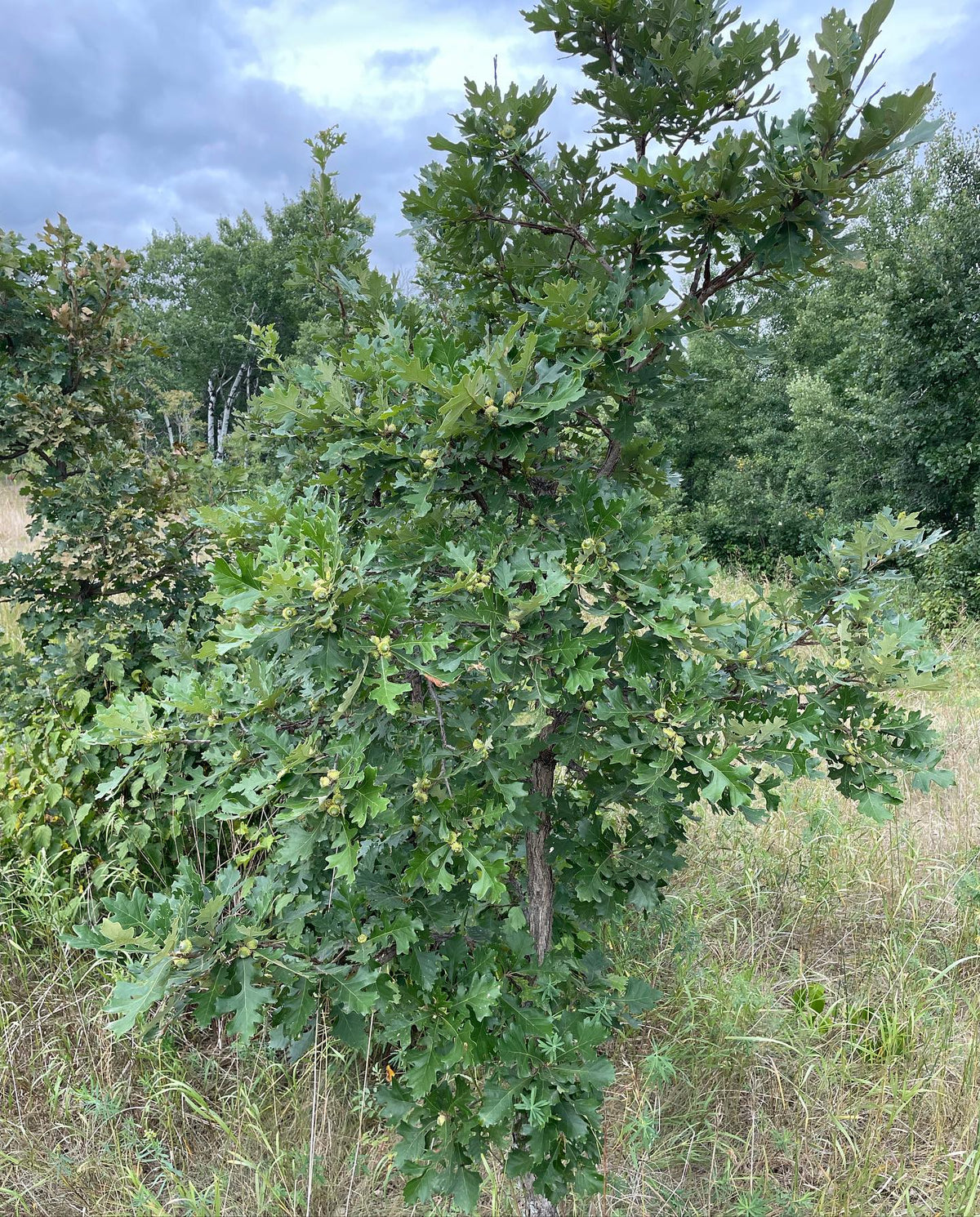 oak leaves, think this is bur oak or a hybrid, image 5 of 6