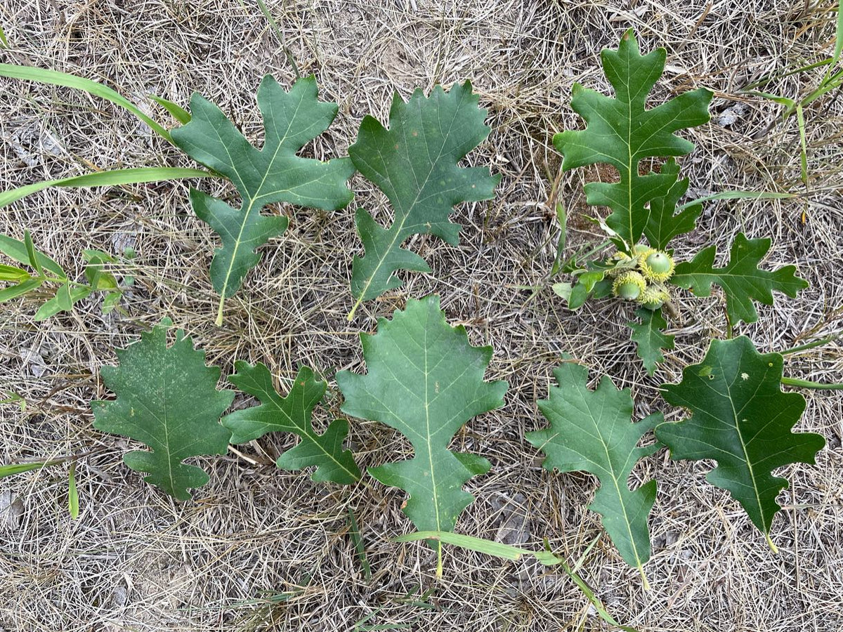 oak leaves, think this is bur oak or a hybrid, image 6 of 6