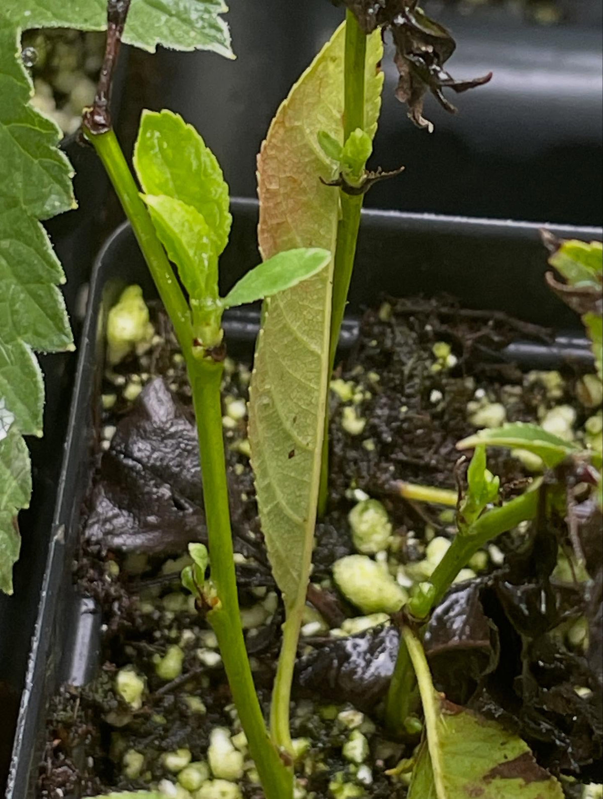 often when you see new leaves the softwood cuttings have rooted