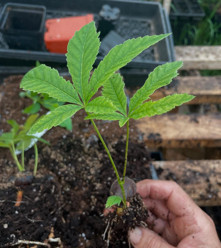 ohio buckeye, a cool tree with large seeds that grow in spikey pods, attractive compound leaves, image 2 of 2