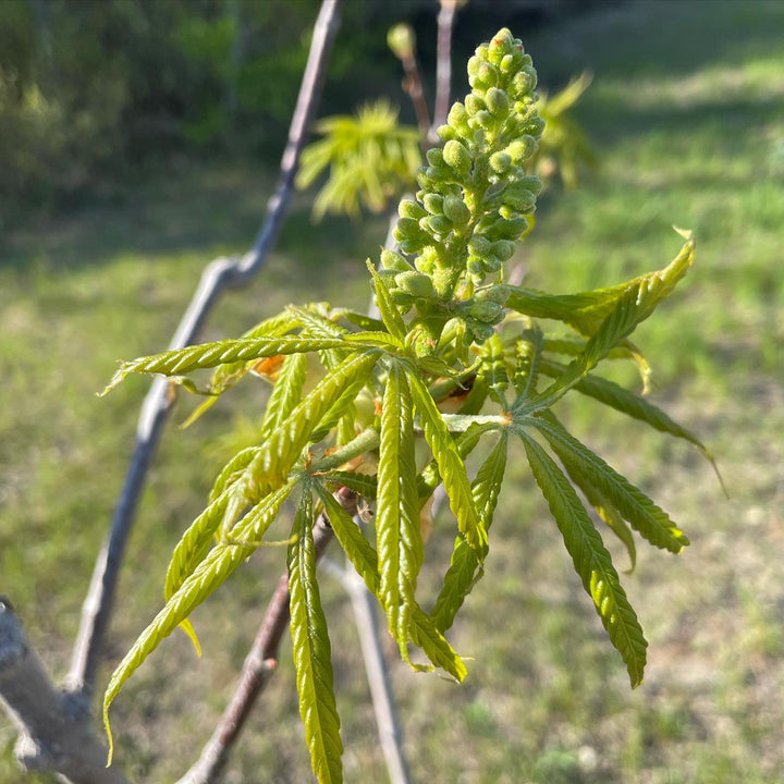 Ohio buckeye is an uncommon tree around here but seems fully winter hardy in zone 3