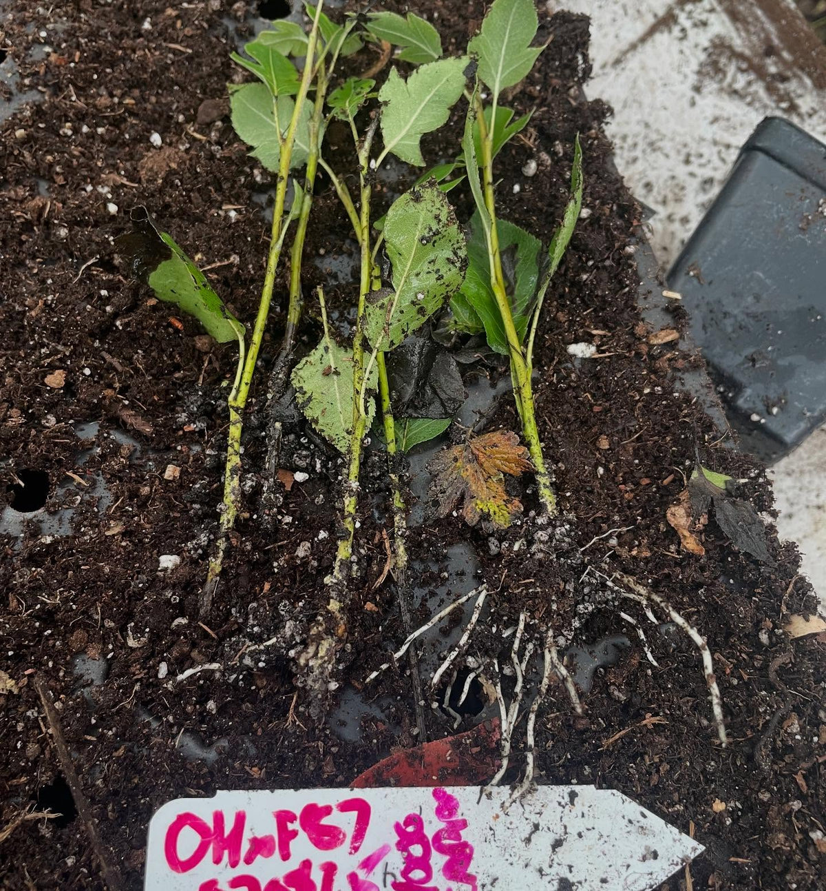 ohxf 87 softwood rooted heavily after a few weeks, image 1 of 2