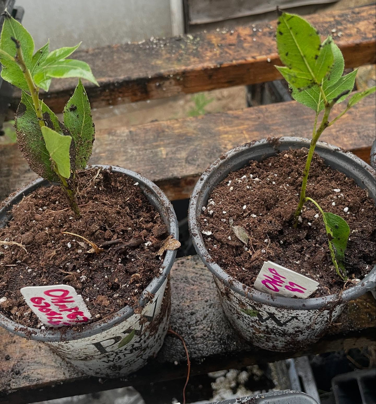 ohxf 87 softwood rooted heavily after a few weeks, image 2 of 2