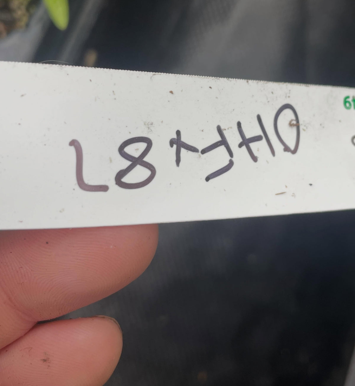 ohxf87 pear rootstock, you can propagate from softwood, image 2 of 2
