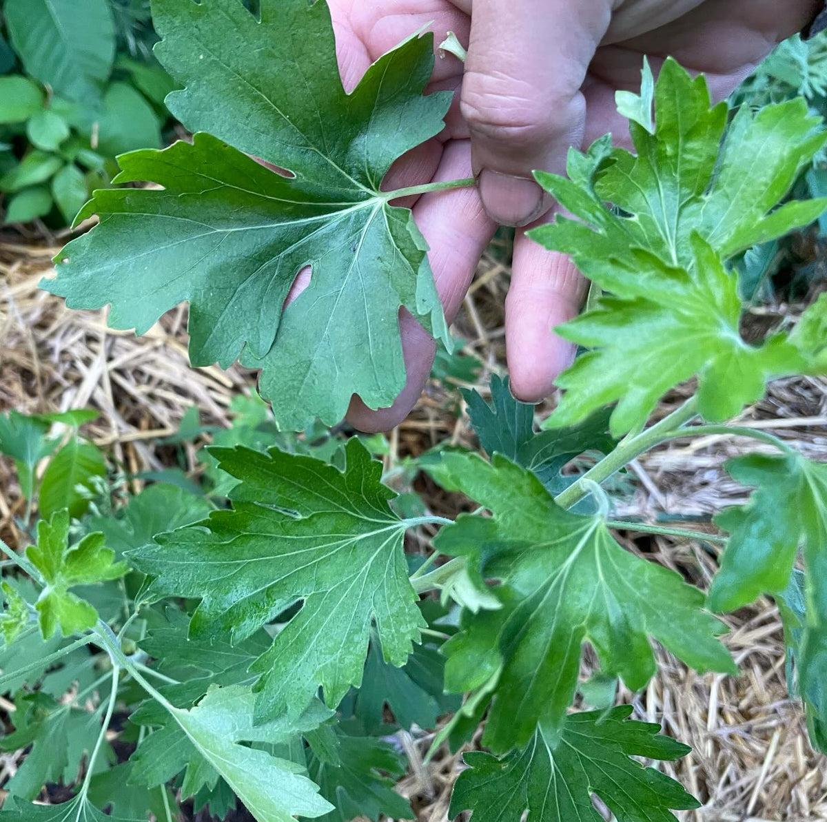 Ok we might have the Id, here’a a leaf next to crandall, an old ribes aureum selection