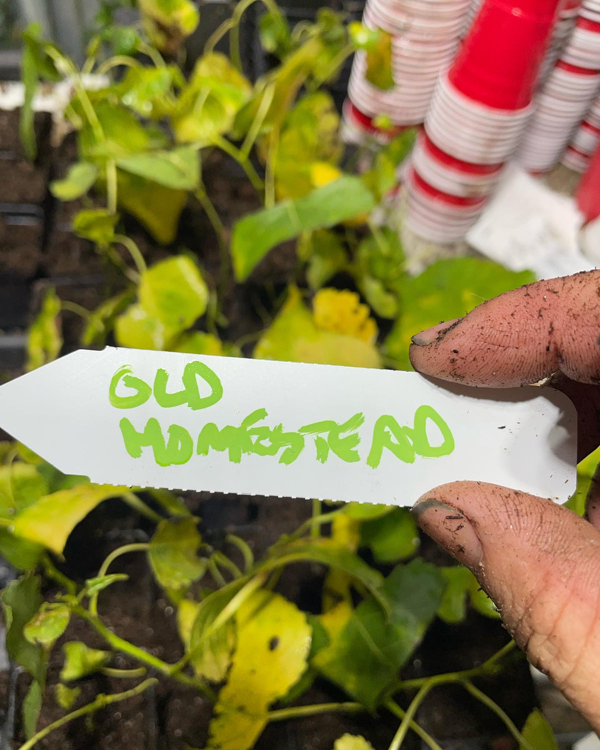 old homestead cottonwood cuttings from our 125 year old tree at our old farm, image 3 of 3
