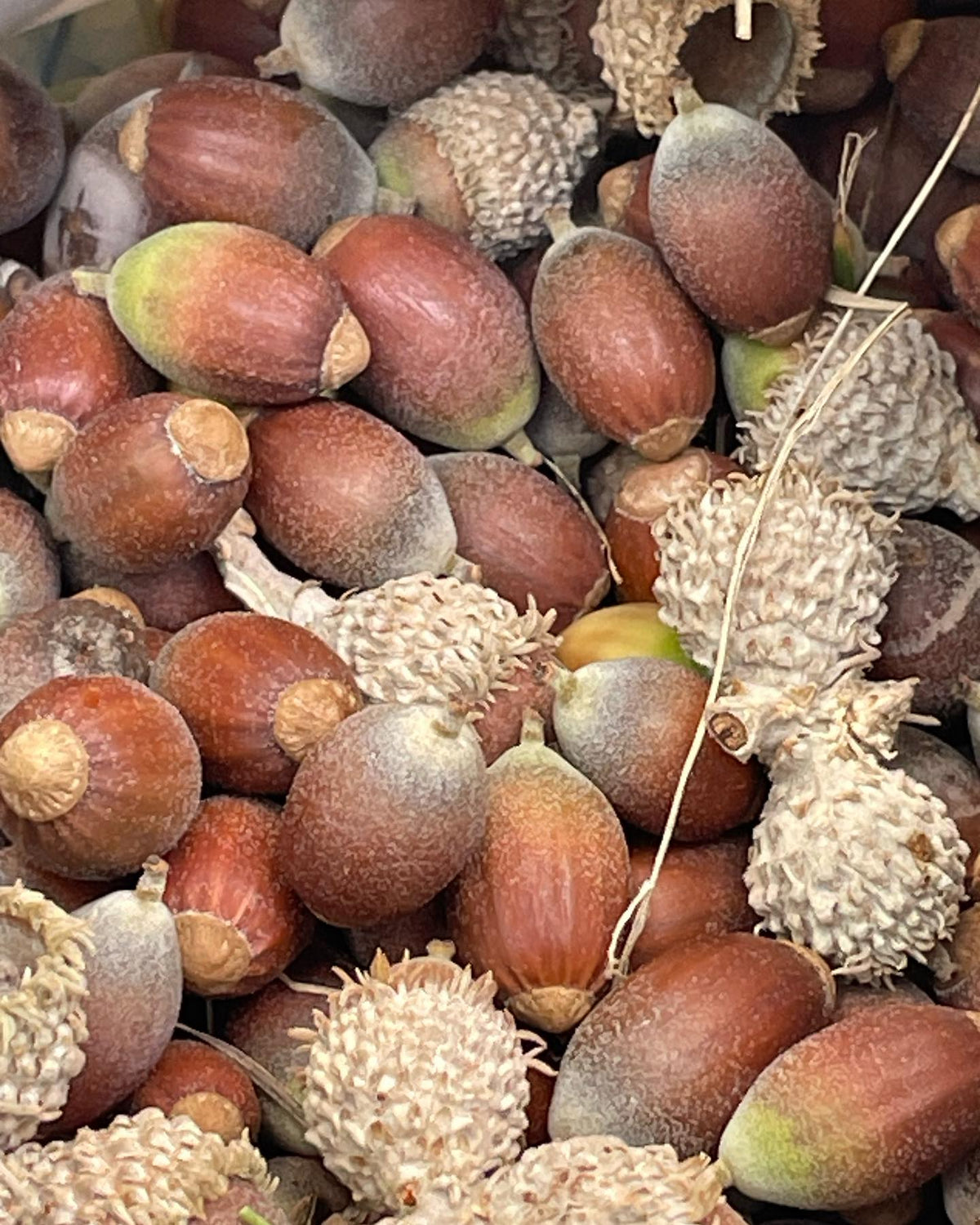 on a walk found some early bur oak acorns, image 1 of 7