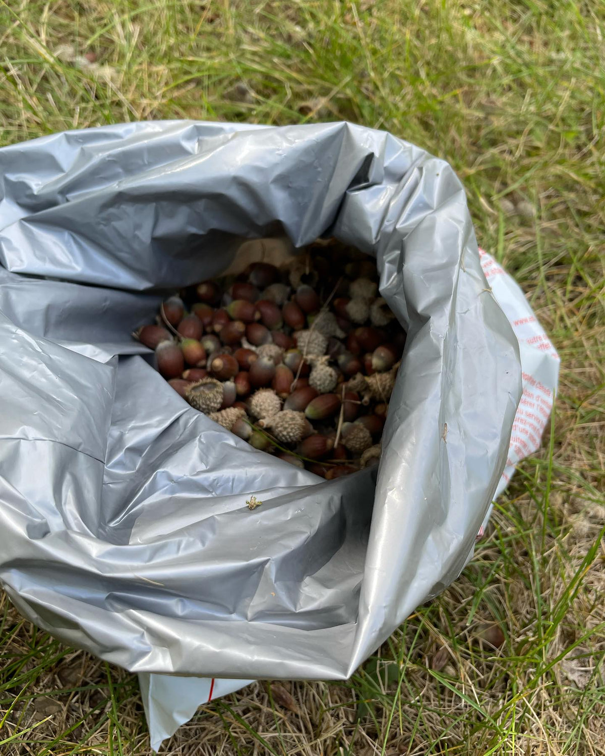 on a walk found some early bur oak acorns, image 2 of 7