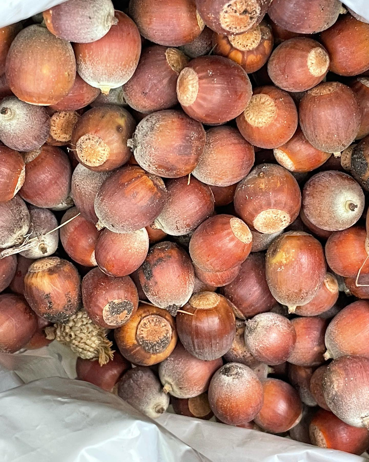 on a walk found some early bur oak acorns, image 3 of 7