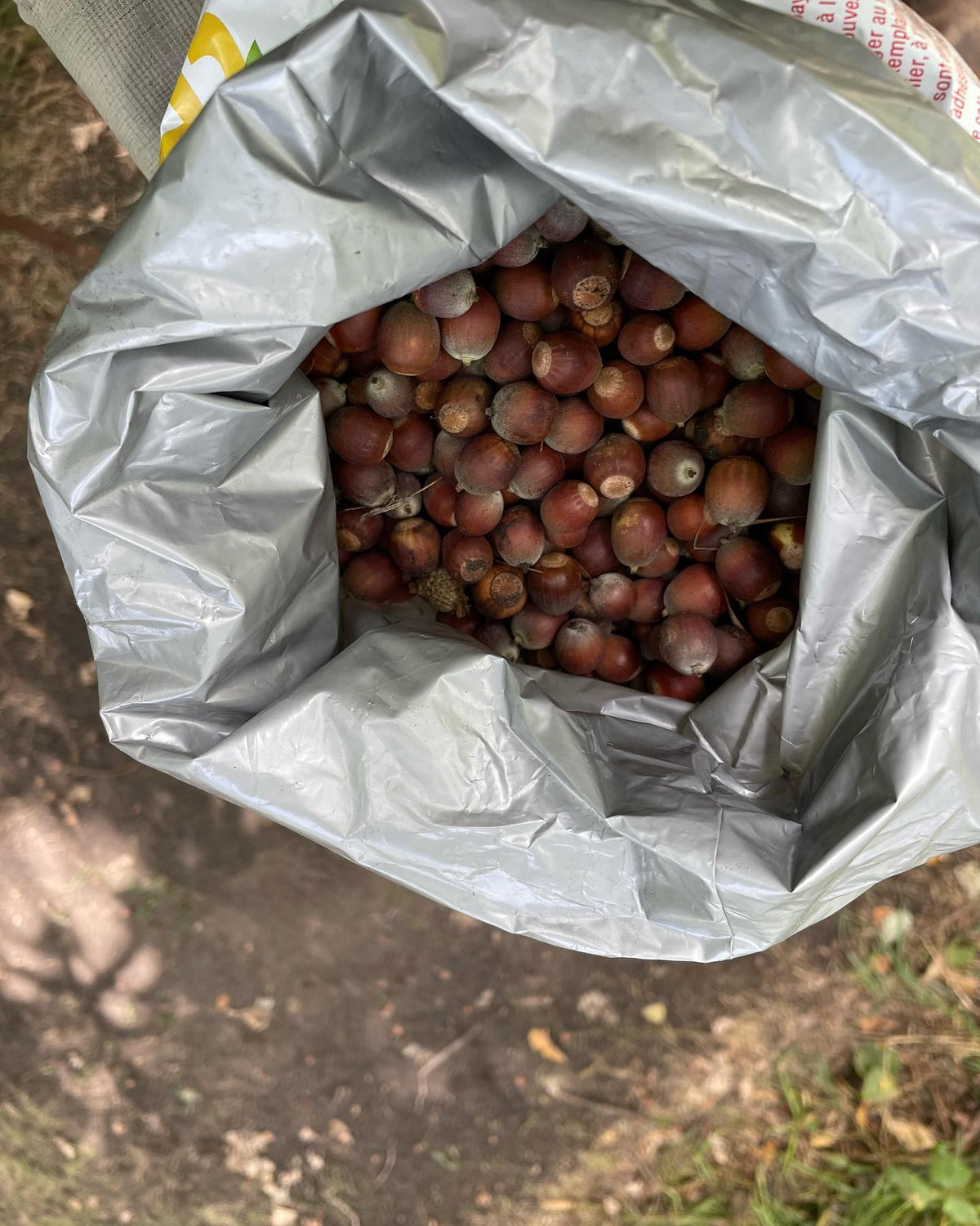 on a walk found some early bur oak acorns, image 4 of 7