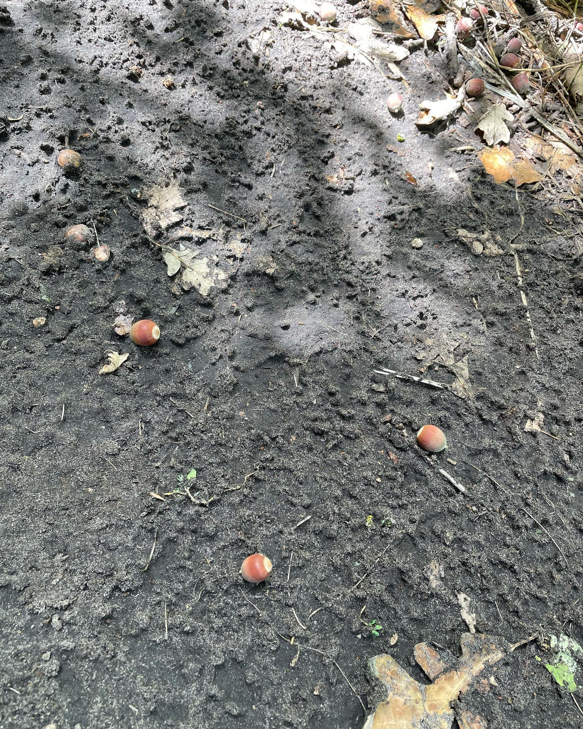 on a walk found some early bur oak acorns, image 5 of 7