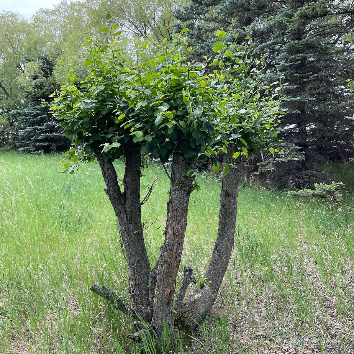 on old harbin pear tree top worked to produce scion wood