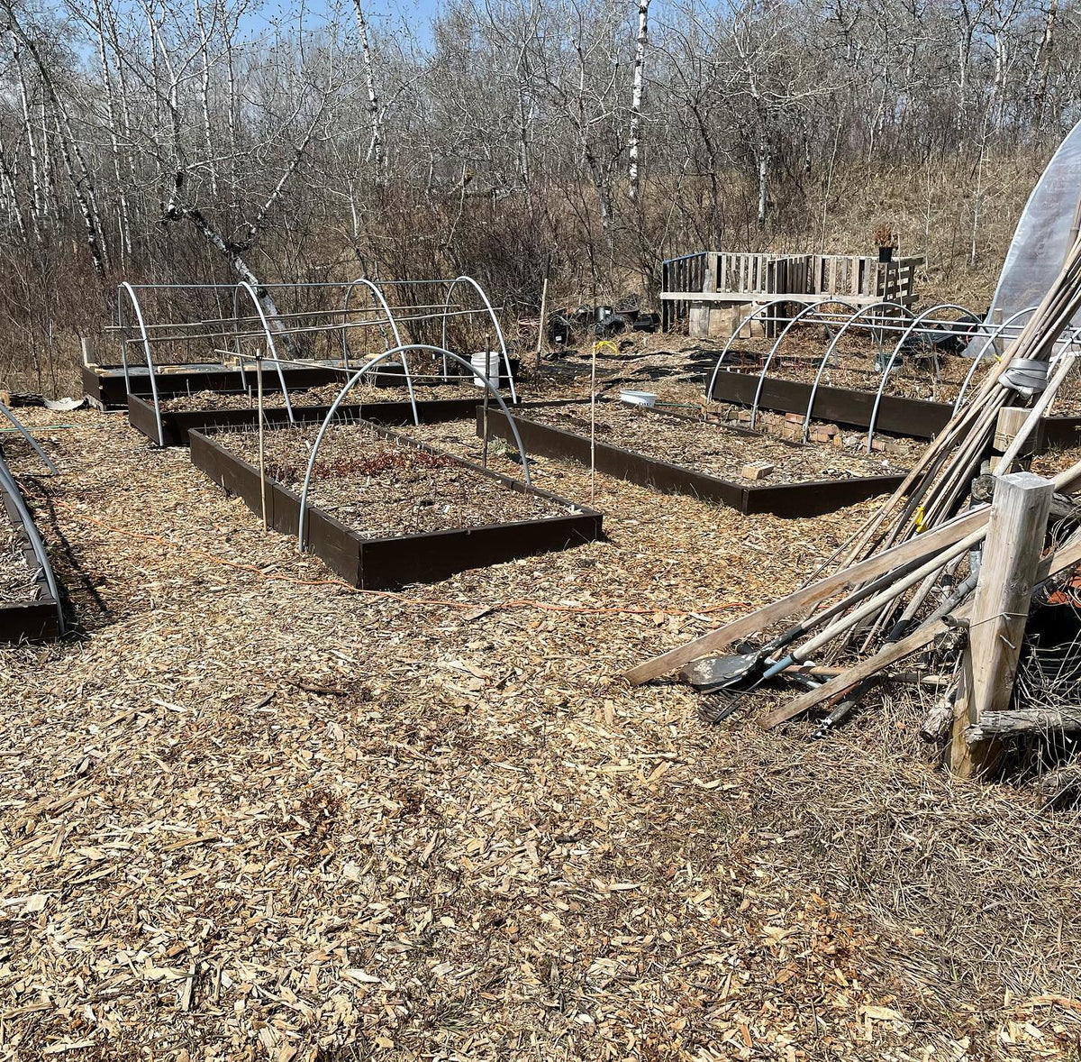 One corner of our nursery, raised beds full of small trees and bushes #backyardnursery #garden