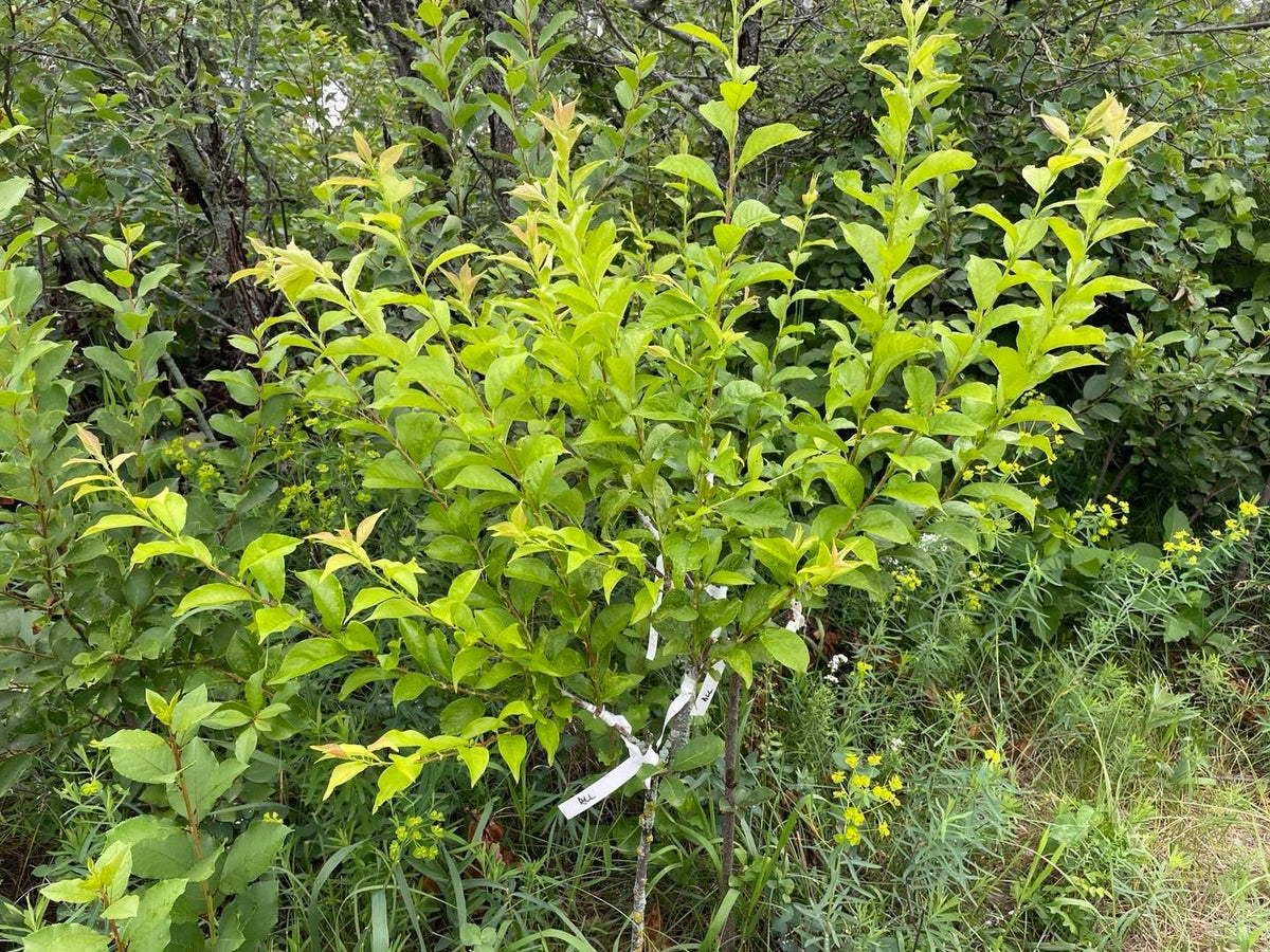 One of my grafted Toka plum trees top worked onto choke cherry, start of July last year