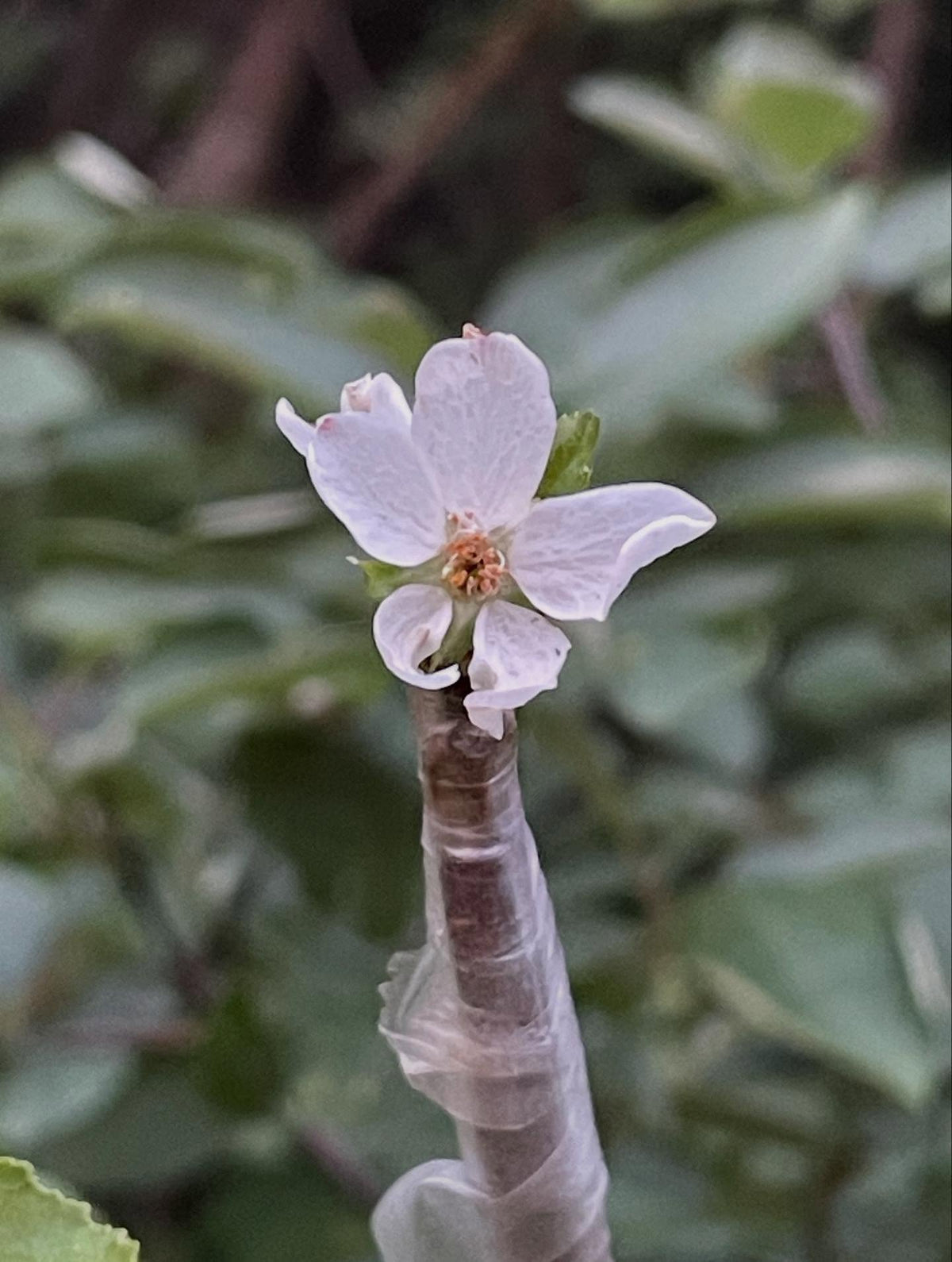 one of our sweet cherry grafts onto pin cherry, well it made a flower, image 1 of 2