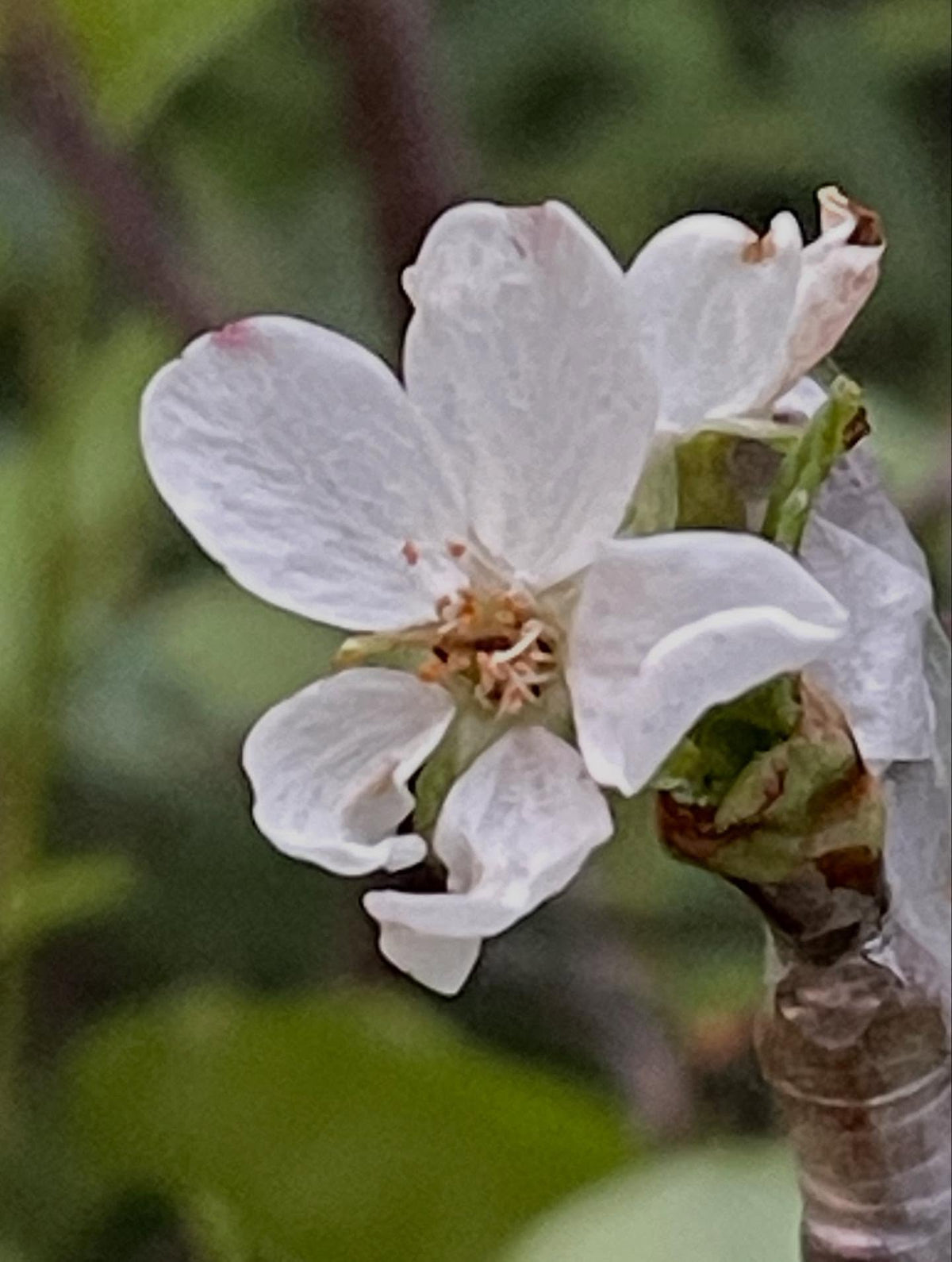 one of our sweet cherry grafts onto pin cherry, well it made a flower, image 2 of 2