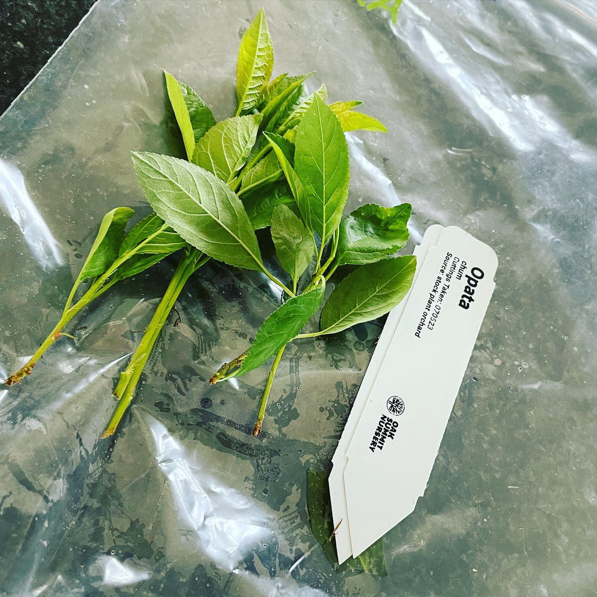 organized taking softwood cuttings