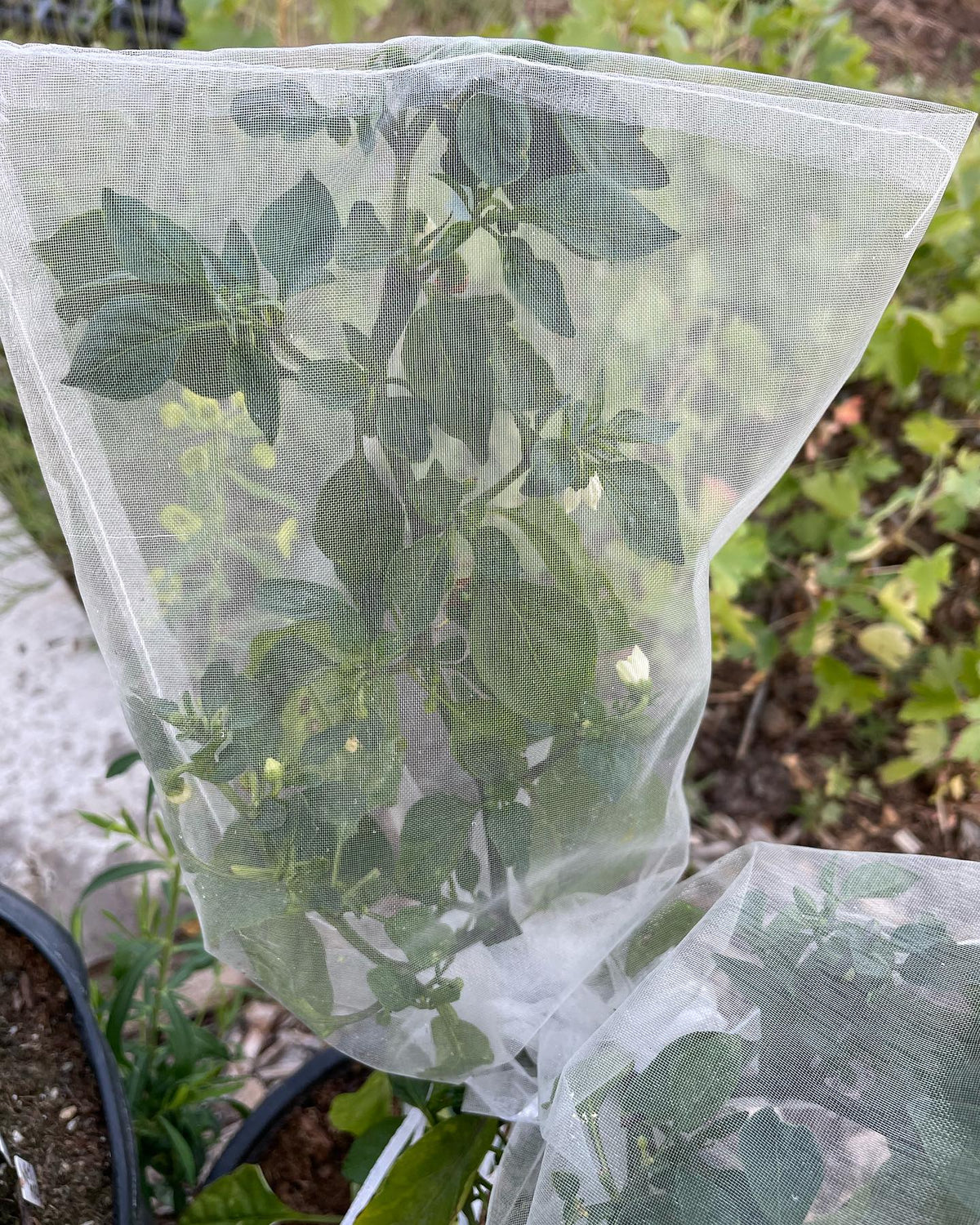 organza bags to keep peppers from cross pollinating, image 1 of 3