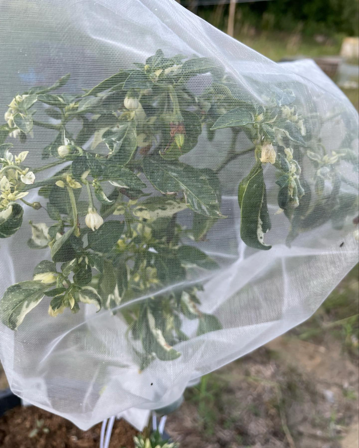 organza bags to keep peppers from cross pollinating, image 2 of 3