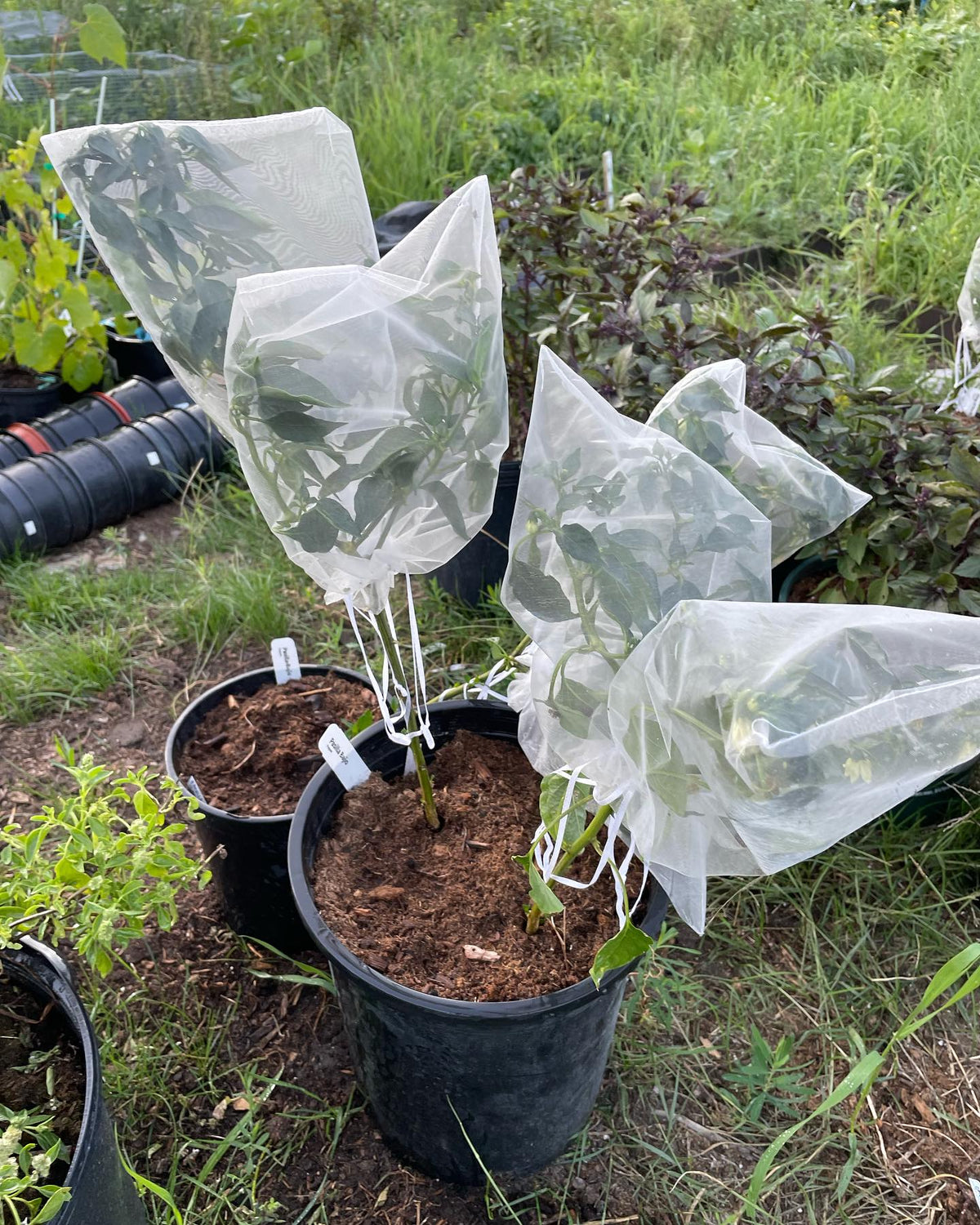 organza bags to keep peppers from cross pollinating, image 3 of 3