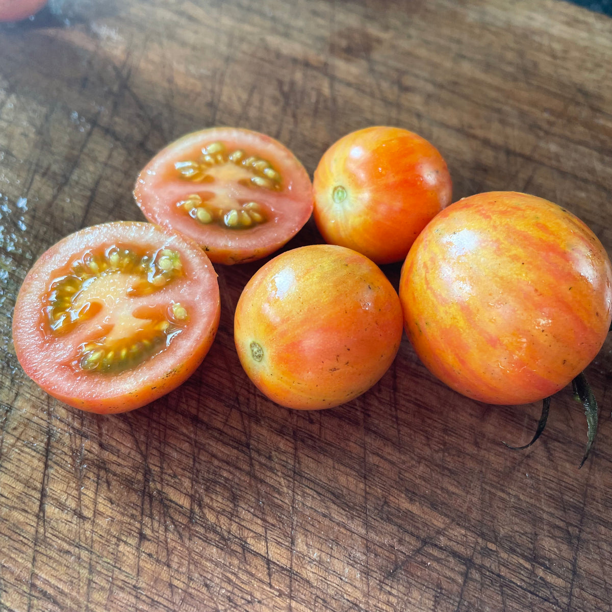 Cocktail RSF tomatoes photographed at Oak Summit Nursery.